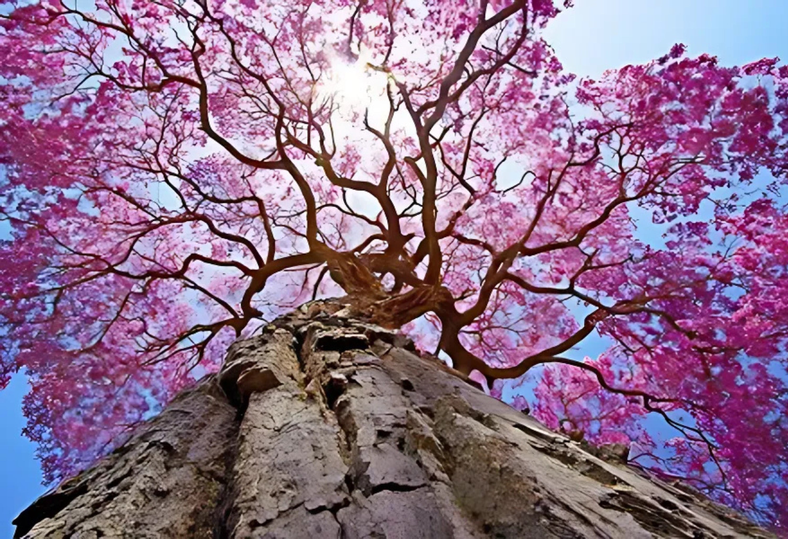 PAU D'ARCO Hapé - Kamayura Tribe