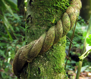 Ayahuasca Yagé Vine - microdose drops
