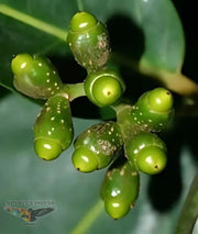 VEIA DE PAJÉ HAPÉ - Tribu Yawanawa 