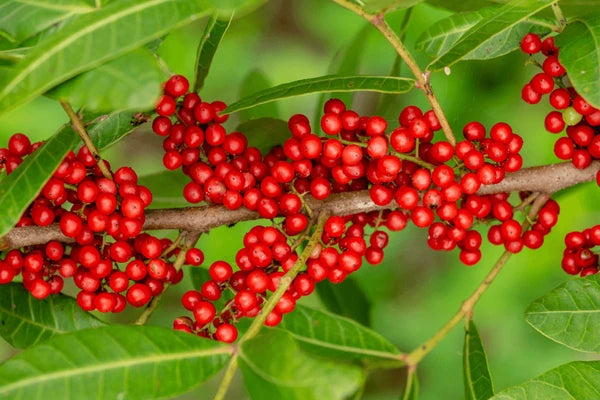 AROEIRA Hapé - Huni Kuin Tribe