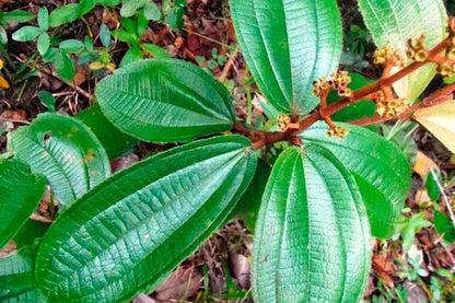 CANELA DE VELHO Hapé - Katukina Tribe