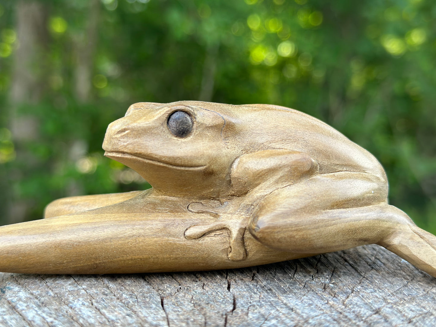 Kambo Frog Kuripe