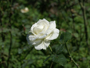 NUKINI ROSE Hapé - Nukini Tribe *Special Edition*