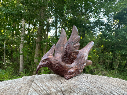 Hawk Bird Kuripe