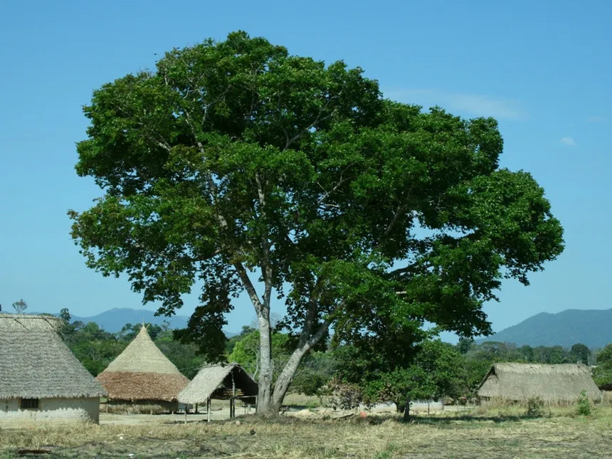JATOBA - Tribu Kuntanawa 