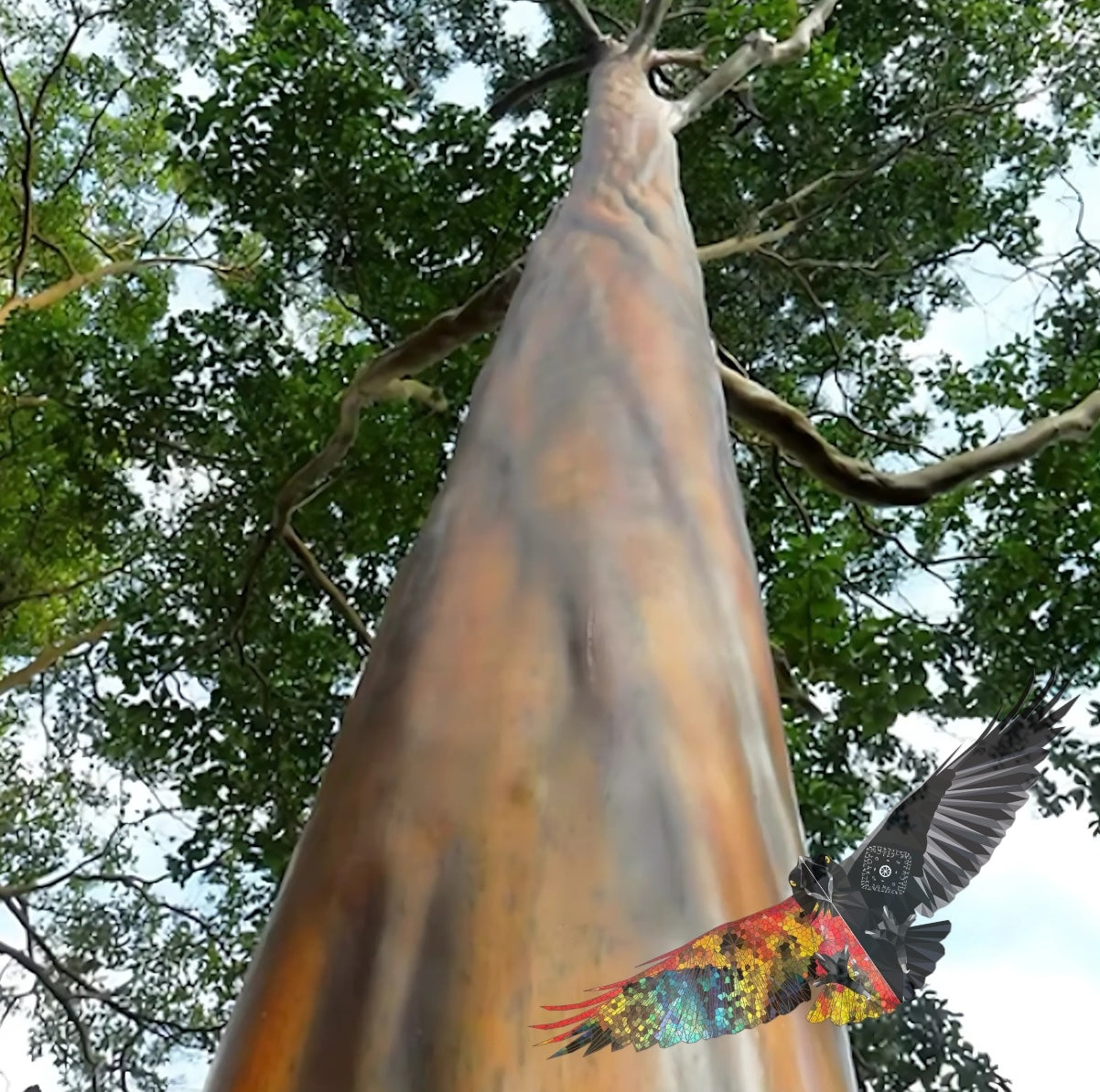 MULATEIRO HAPÉ - Tribu Yawanawa 