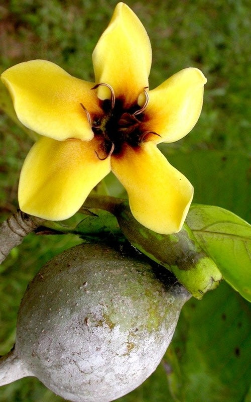 JENIPAPO Hapé - Shanenawa Tribe