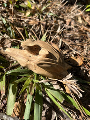 Kambo Frog Kuripe